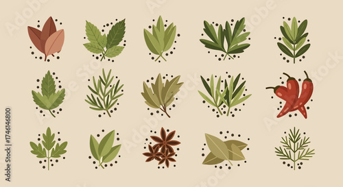 Stylized flat vector illustration set of various culinary herbs and spices like chili, rosemary, and star anise.