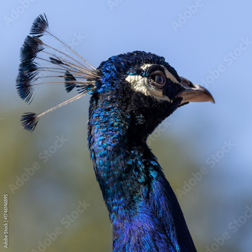 Kopf eines Blauen Pfau mit Federkrone in der Seitenansicht