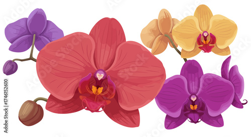 Colorful Vector Illustration of Various Orchid Flowers in Bloom