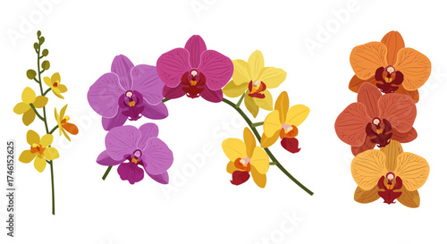 Colorful Vector Illustrations of Elegant Orchid Flowers in Bloom
