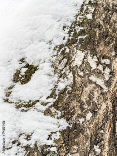 Wallpaper Mural Texture of birch bark with snow Torontodigital.ca