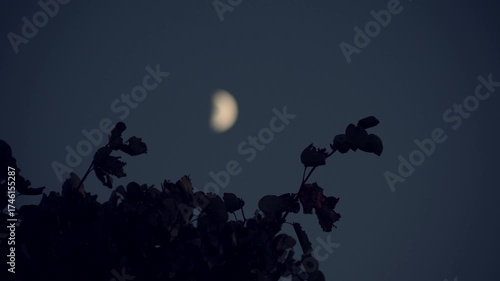 Rack focus transition from  leaves shaking by the wind to a half moon in the sky at duck time.