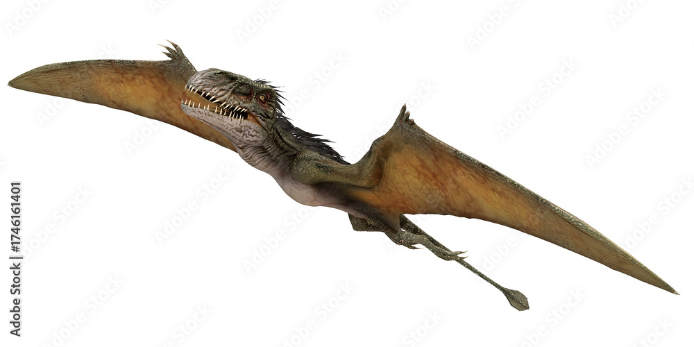 Fototapeta premium Realistic flying pterosaur on white background