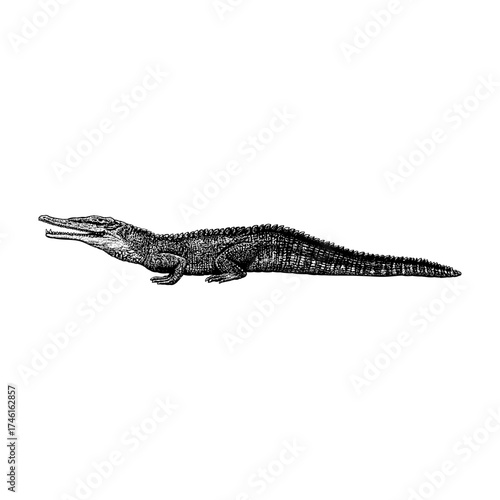 A detailed black and white illustration of a Phytosaur, an ancient crocodile-like reptile from the Triassic period. The artwork captures the prehistoric creature’s textured scales and elongated snout.