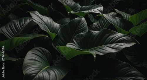 Wallpaper Mural Lush, dense tropical foliage in verdant shades creates a vibrant, jungle-like ambiance. Glossy, textured leaves cast dramatic shadows and silhouettes against the dark backdrop. Torontodigital.ca