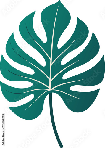 Monstera leaf