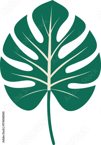Monstera leaf