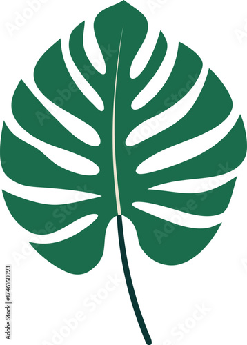 Monstera leaf