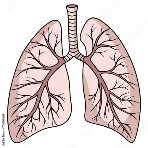 An anatomical human lungs  illustration is intricately combined with a vintage butterfly wing tattoo design element