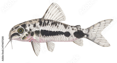 Corydoras Hoplisoma habrosum