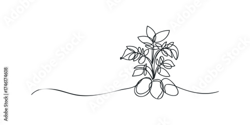 Continuous line drawing of potato plant with tubers
