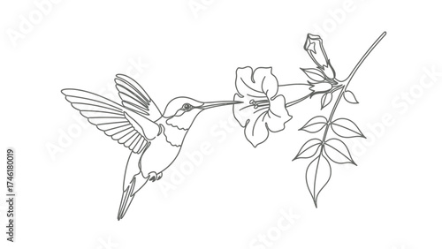 Elegant line art of a hummingbird drinking nectar from a flower.