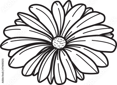 Hand-drawn flower line art. Simple botanical daisy blossom outline. Black and white floral doodle illustration.