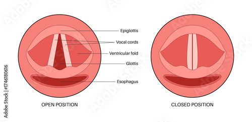 Vocal cords anatomy