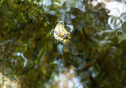 水に浮かぶ蝶の羽