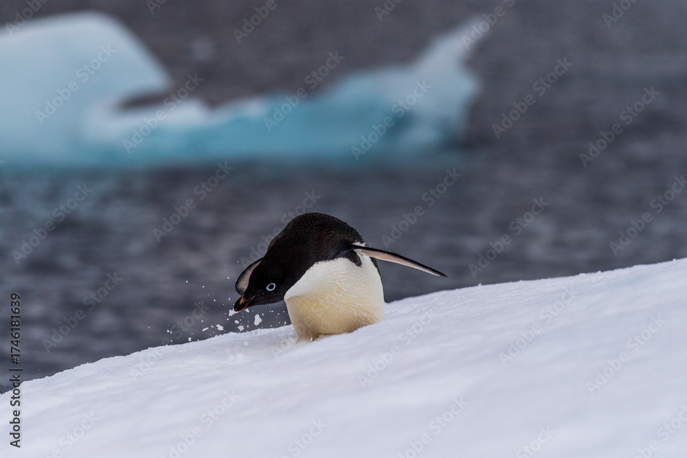 Fototapeta premium Close-up of an Adelie Penguin - Pygoscelis adeliae- standing on an iceberg, near the fish islands, on the Antarctic Peninsula