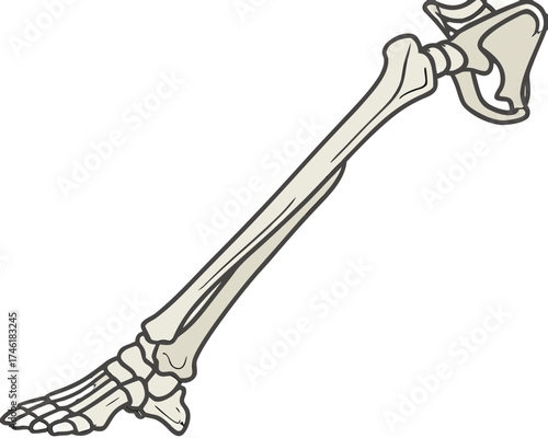 Cartoon illustration of a leg bone with foot and hip joint.