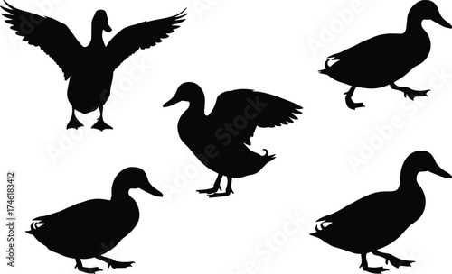 Black duck silhouettes flying, walking, standing, landing, wildlife bird shapes, vector illustration, animal posture collection, nature design, decorative artwork, isolated