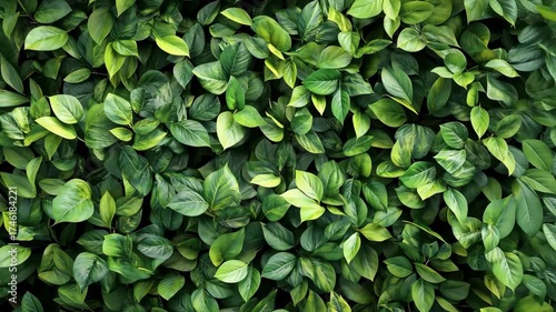 Wallpaper Mural Lush Green Leaves Background Texture 1. Torontodigital.ca