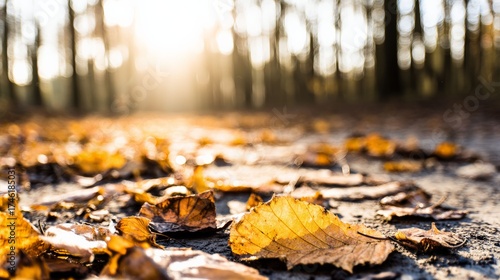Autumn Path in the Forest: Sunlight filters through a forest of trees, illuminating a path covered in fallen leaves during the colorful autumn season.