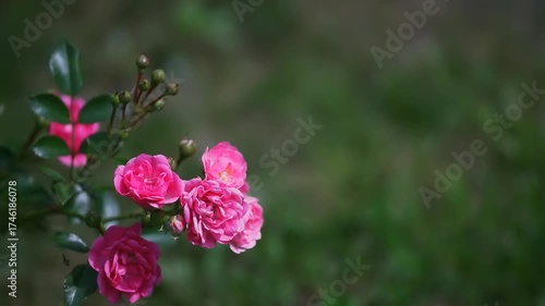 Bright pink roses blooming on green leafy bush with blurred background. Floral and botanical concept. Macro video with copy space