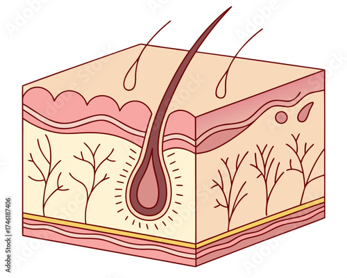 Cross-section of human skin showing hair follicle and layers of epidermis and dermis.