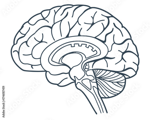 Detailed line drawing of a human brain in sagittal section, showing major anatomical structures.