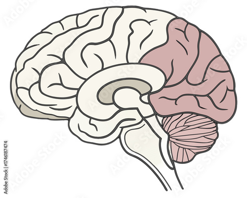 Anatomical illustration of the human brain, highlighting the frontal lobe's location and structure.