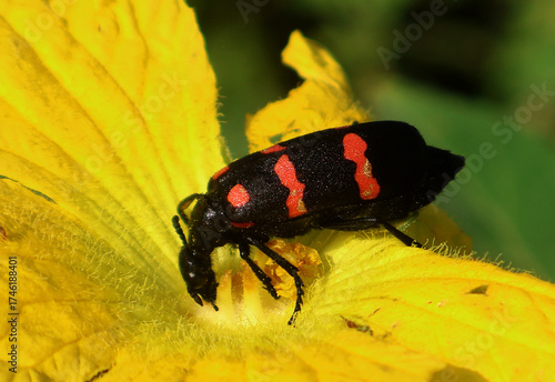 close up of a blister beetle sitting on a flower, appearing to feed on its petals. this insect is known for damaging flowers and crops by eating their part, reducing vegetable yield and plant health