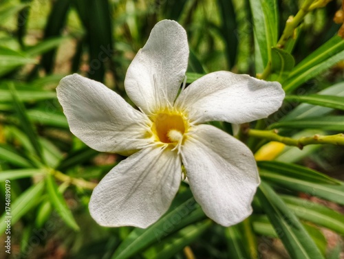 selective image of white Nerium oleander in bloom, White siplicity bunch of flowers with green leaves on branches, Nerium Oleander shrub white flowers, ornamental shrub branches at day time