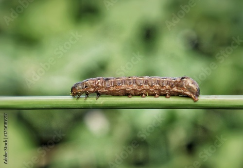 close up shot of a fall armyworm caterpillar (spodoptera frugiperda) on green grass stem with a natural blurred background,  detailed view of insect body texture and patterns, perfect for entomology 