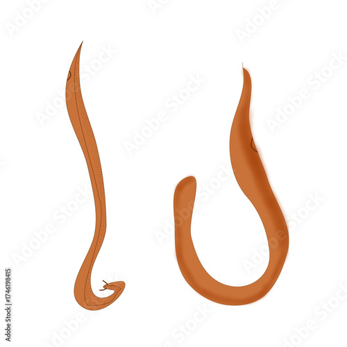 aschelminthes roundworm male and female biology diagram educational science.eps