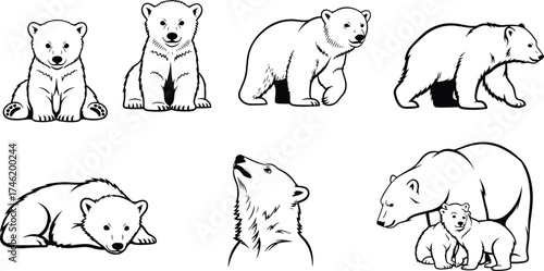 Polar bear illustrations, wildlife sketch, Arctic animal drawing, polar bear family, cubs, nature art,