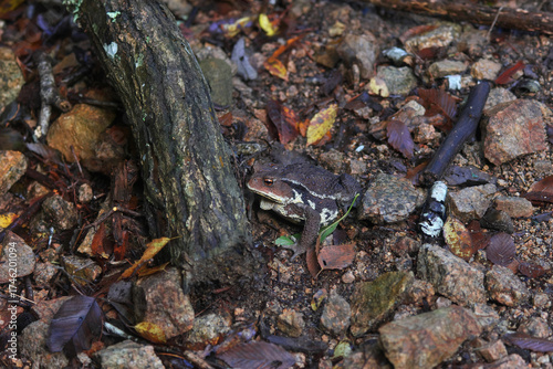 A strong and huge frog ,Japanese toad