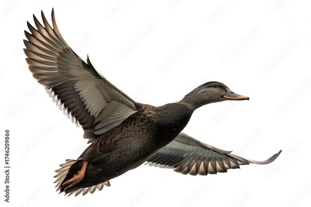 Obraz premium American Black Duck Flying Isolated on White
