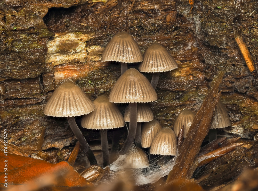 Fototapeta premium Pilz, fungus