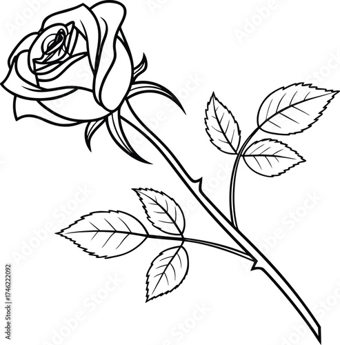 Delicate Rose Drawn with Simplicity