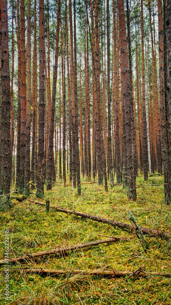 Obraz premium Natural scenery with tall pine tree coniferous forest with wet mossy ground with lush foliage of grass and soft moss in rainy autumn season near swamp or humid bog discovered on hiking traveling