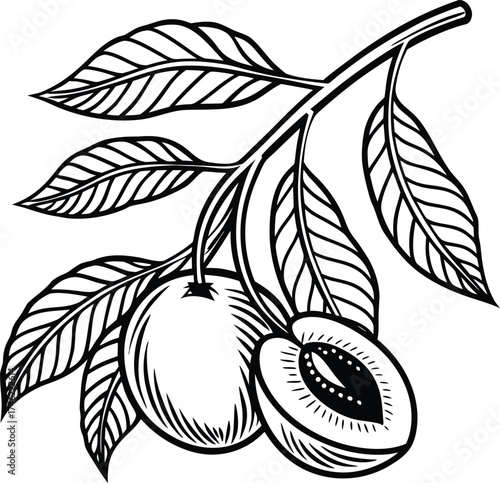 Pure Lines Create Peaceful Peach