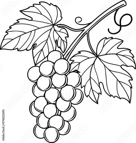Pure Simplicity in Grape Design
