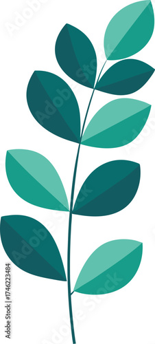 Eucalyptus leaves