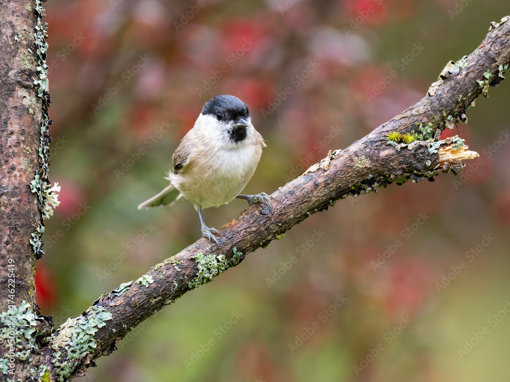 Naklejka premium Sumpfmeise, Marsh tit