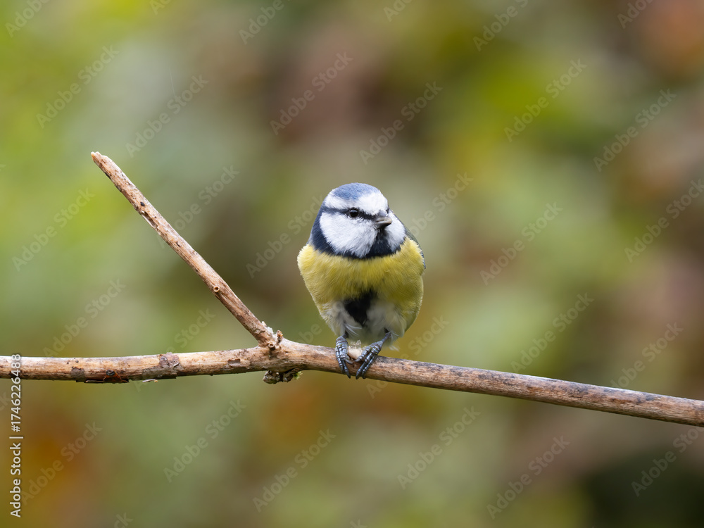 Obraz premium Blaumeise, Cyanistes caeruleus,