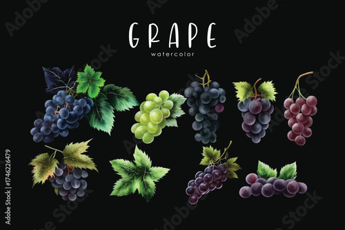 Black and Green Grape Set Watercolor Fruit Illustration Vineyard and Fresh Produce Clipart on black isolated background