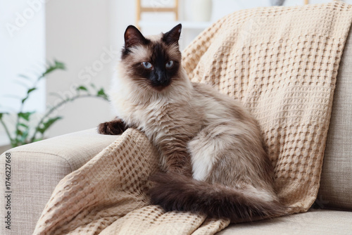 Fotografie Adorable Thai cat lying on grey sofa in living room, closeup