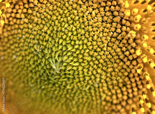 Sunflower macro photo. A close-up of a bright sunflower.