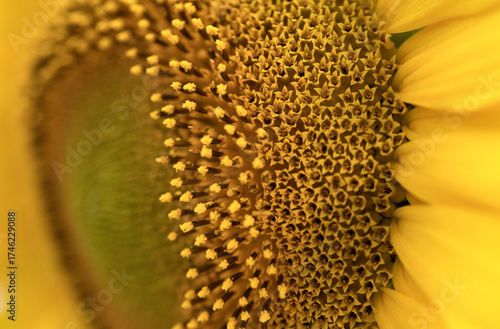 Sunflower macro photo. A close-up of a bright sunflower.