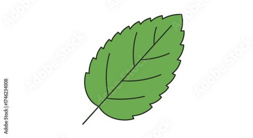 Simple Green Leaf Illustration Design for Nature and Eco Friendly Organic Branding Elements