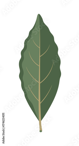 Green leaf with serrated edges and visible veins 1.