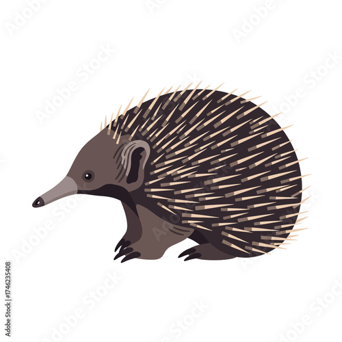 Illustration of an Echidna on a white background.